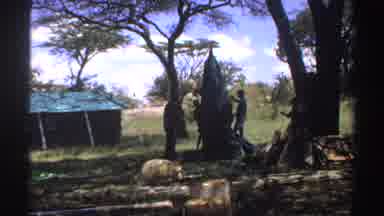 Nigeria (1969): Men Holding Green Object Near Green Tree On A Sunny Day