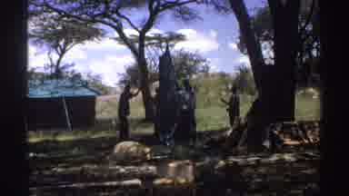 Nigeria (1969): Group Of People In The Forest Setting Up Tent Under Tree