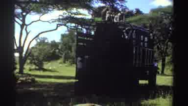 Nigeria (1969): Working Men Helping Lift An Object On A Sunny Grassy Field