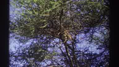Nigeria (1969): Peaceful View Of The Wind Gently Blowing A Tree Around