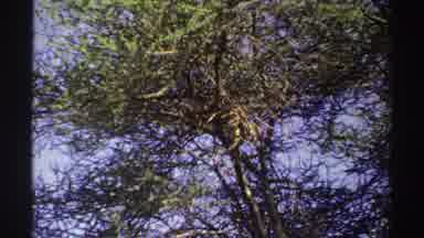 Nigeria (1969): Wild Animal On Top Of Tree In The Middle Of The Bush Wind Swinging
