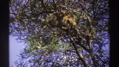 Nigeria (1969): Footage Of A Wild Animal Climbing On Top Of A Tree