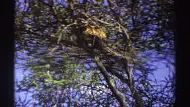 Nigeria (1969): A Leopard Climb Up The Tree Trying To Find Food