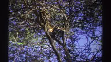 Nigeria (1969): Jaguar Slowly Climbing Down From A Tall Tree On Sunny Day