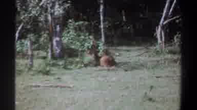 Kenya-1969: Deer Chilling In The Jungle