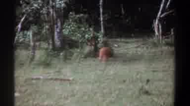 Kenya-1969: A Deer Resting In The Woods