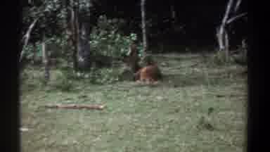 Kenya-1969: Deer Resting In Forest Clearing