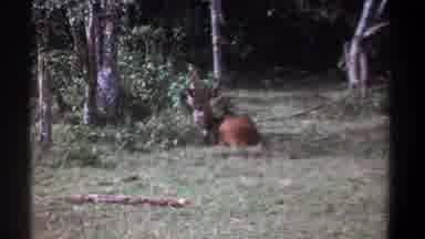 Kenya (1969): Brown Deer Rests In Green Grass On A Clear Day