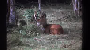 Kenya (1969): Deer Rests The Shadow Of A Tree In The Midst Of Nature