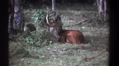 Kenya (1969): Wild Animal Sitting In The Bush On Background Trees