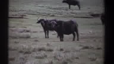 Kenya (1969): Oxen Standing In A Field Starting With A Gaze