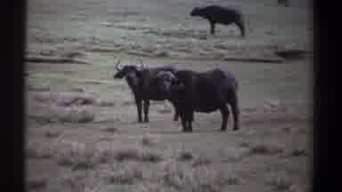 Kenya (1969): Black Wildebeests Standing And Grazing In Green Grass On A Clear Day