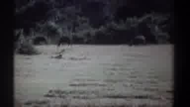 Kenya (1969): Herd Of Wildebeests Grazing In Grass On A Clear Day