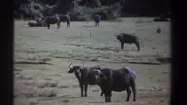Kenya (1969): A Herd Of Water Buffalo Stand In A Grassy Field Followed By Four