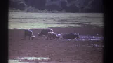 Kenya (1969): Animals Lying Down Eating In A Land Field Surrounded By Vegetation