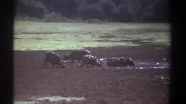 Kenya (1969): Four Healthy Wilde beasts Enjoy The Cool Mud On A Sunny Afternoon