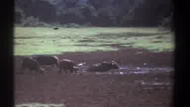 Kenya (1969): Buffalo Mud Grass Trees Green Brown Animals Nature Mammals Water
