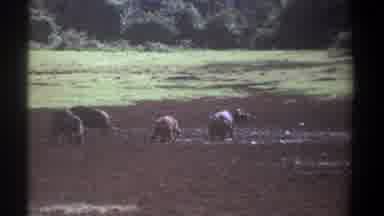 Kenya (1969): Group Of Animals In Distance Foraging For Food On Sunny Day Trees In