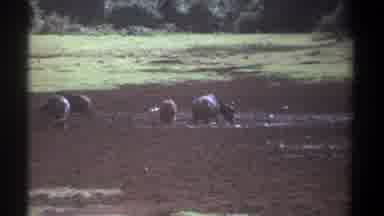 Kenya (1969): Buffalos in A Muddy Rice Field