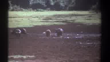 Kenya (1969): Some Animals Grazing In The Green Field