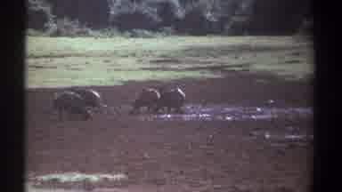 Kenya (1969): Buffalos in The Forest During The Day