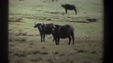 Kenya (1969): Look At This Wild Animals Because They Are So Many Of Them