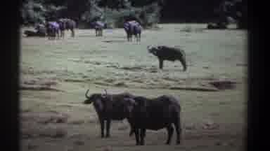 Kenya (1969): Bulls Grazing In The Field Staring At The Camera Man