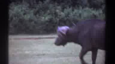 Kenya (1969): Camera Follows Along As Cape Buffalo Walks Across Grass Area Side