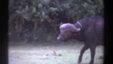 Kenya (1969): Wild Animal Walking In The Bush Standing Watching Camera With Trees