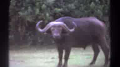 Kenya (1969): Cape Buffalo Looks At Camera Then Starts To Walk Away Grassland