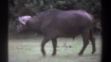 Kenya (1969): Water Buffalo Leisurely Strolling Through Grassy Field Alone While