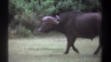 Kenya (1969): Buffalo Rotate The Head On The Camera