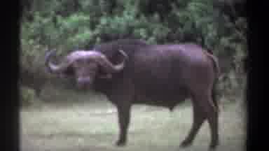 Kenya-1969: Wild Water Buffalo Standing in Field, Then Herd of Three