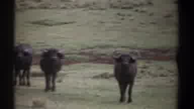 Kenya (1969): Herd Of Black Wildebeests Stand In Green Field Looking At Camera On