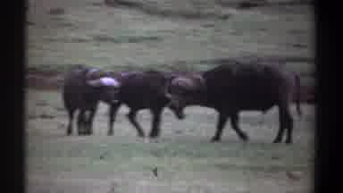 Kenya (1969): Three Water Buffalo Stand And Stare Warily In A Grassy Field At The