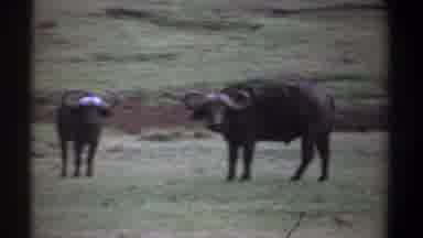 Kenya (1969): Male Bu fellow Mammals Walk Prairie Land Group Showing Small Horn
