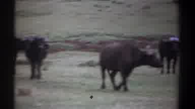 Kenya (1969): Herd Of Black Wildebeests Walking In Grass On A Clear Day