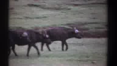 Kenya (1969): Three Bulls Stepping Through Green Grass In An Open Area