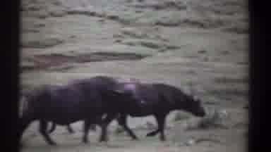 Kenya (1969): Three Black Wildebeests Walking In Green Grass On A Clear Day