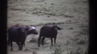Kenya (1969): Group Of Cape Buffalo Keeping An Eye On The Camera Person On