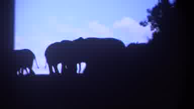 Kenya (1969): Blurry Shot Of Elephants At The Hilltop