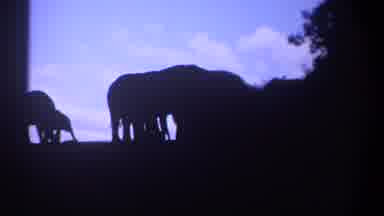 Kenya-1969: Elephant Silhouettes at Sunset with Baby and Adult
