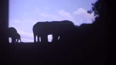 Kenya (1969): Three Elephants Eating While The Sun It Setting In The Background
