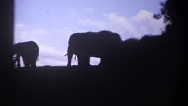 Kenya (1969): Silhouette Of A Group Of Horses Standing Together In Low Lighting