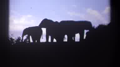 Kenya (1969): Elephants Grazing In The Sunset On A Beautiful Day
