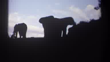 Kenya (1969): Elephants Gathered Walking And Feeding In The Bush In Their Natural
