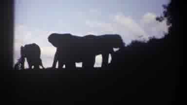 Kenya (1969): Black Elephant Silhouettes Against Blue Sky On A Clear Day
