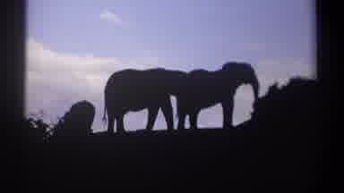 Kenya (1969): Shadows Of Two Adult Elephants And One Baby Elephant Standing