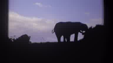 Kenya (1969): Silhouette Of A Couple Elephants Standing In Front Of A Blue Sky