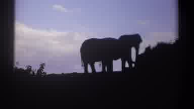 Kenya (1969): Two Dark Elephants Eat Plants On A Cloudy Day